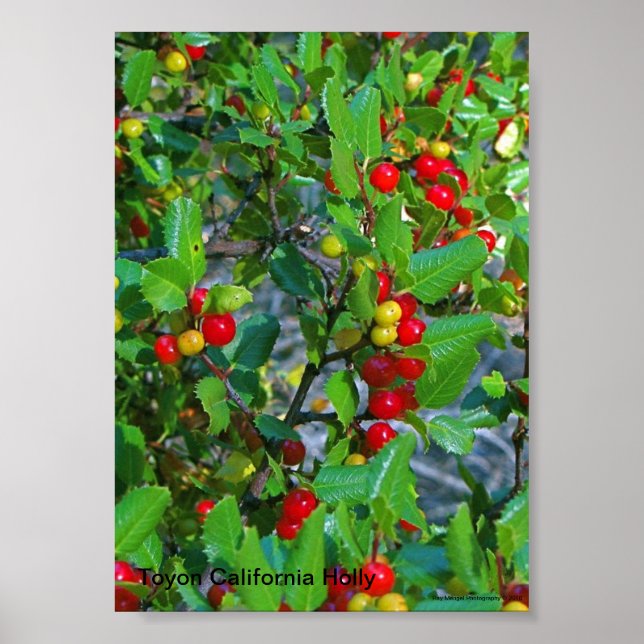 Póster California Holly, Toyon California Holly, Ray... (Frente)