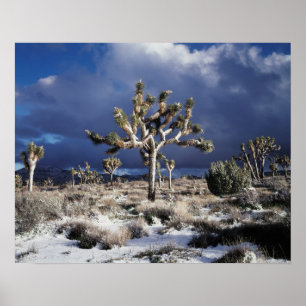 Póster California, Parque Nacional Joshua Tree
