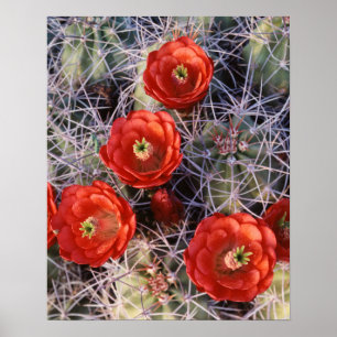 Póster California, Parque Nacional Joshua Tree, Claret