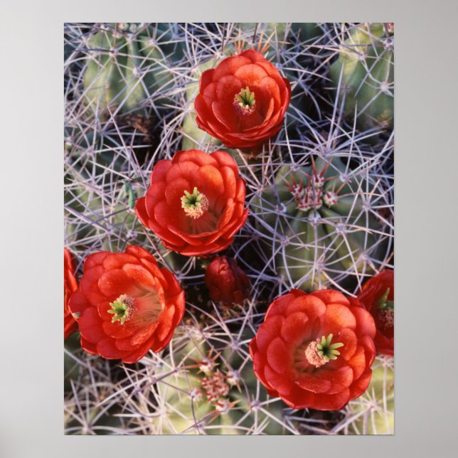 Póster California, Parque Nacional Joshua Tree, Claret (Frente)