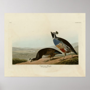 Póster California Partridge - Los pájaros de los Estados 