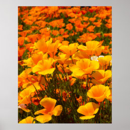 Póster California Poppies | Belleza de la primavera