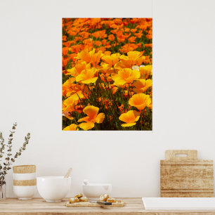 Póster California Poppies Belleza de la primavera
