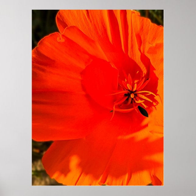 Póster California Poppy 3 (Frente)