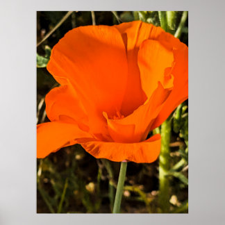 Póster California Poppy 4