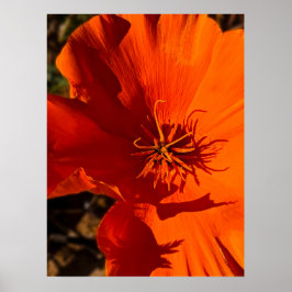 Póster California Poppy 6