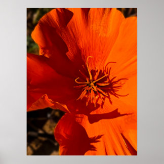 Póster California Poppy 6