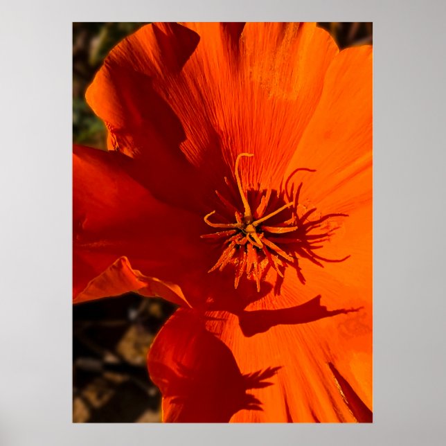 Póster California Poppy 6 (Frente)