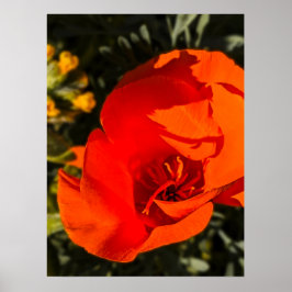 Póster California Poppy - California Poppy 1