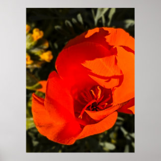Póster California Poppy - California Poppy 1