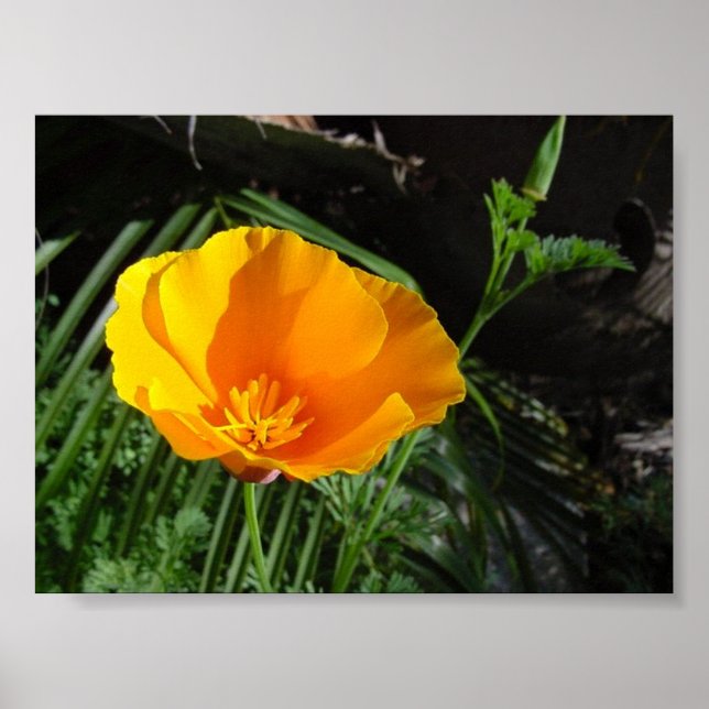 Póster California Poppy (Escherbeczia California) (Frente)