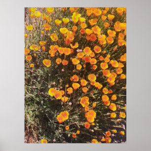 Póster California Poppy Wildflower Meadow