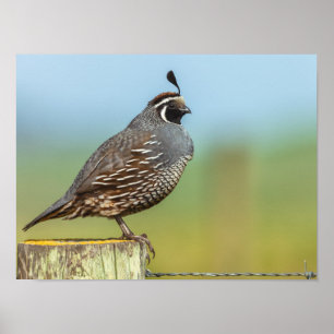 Póster California Quail