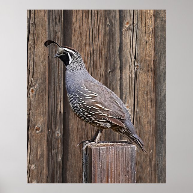 PÓSTER CALIFORNIA QUAIL EN BARNBOTE (Frente)