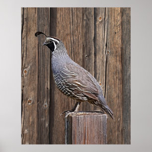 PÓSTER CALIFORNIA QUAIL EN EL BARNBOL