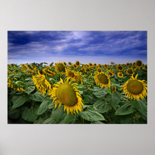 Póster California Sunflower Fields