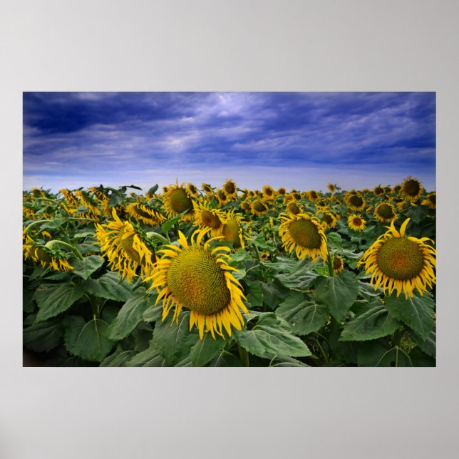 Póster California Sunflower Fields (Frente)