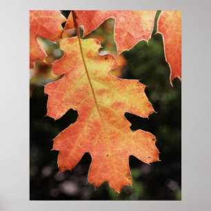 Póster California, una hoja de roble de color otoñal