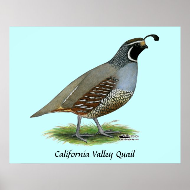Póster California Valley Quail (Frente)