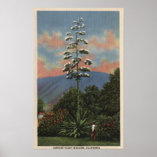 Póster CaliforniaCentury Plant in Bloom