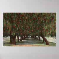 CaliforniaGroves de los árboles de pimienta