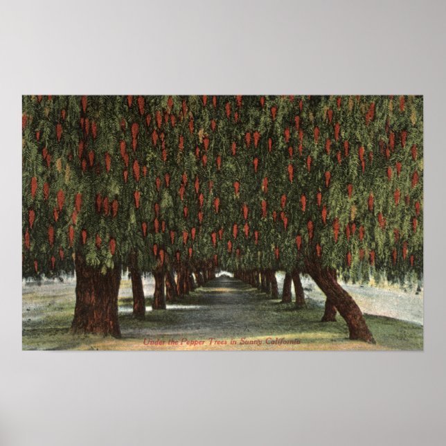 Póster CaliforniaGroves de los árboles de pimienta (Frente)