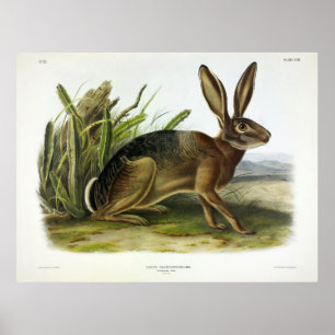 Póster Californian Hare, American Desert Hare by Audubon