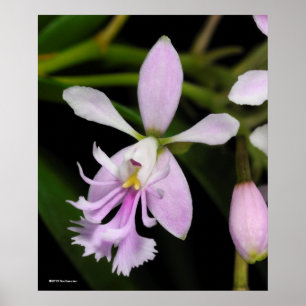 Póster Caligario de Epidendrum