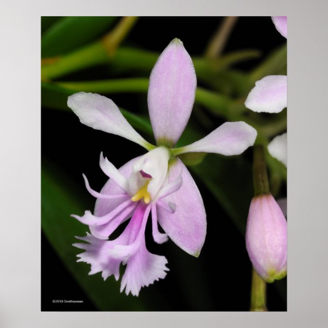 Póster Caligario de Epidendrum (Frente)