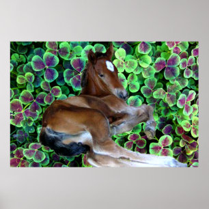 Póster CALISTA EN poster del TRÉBOL