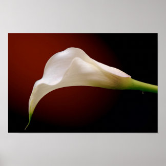 Póster calla