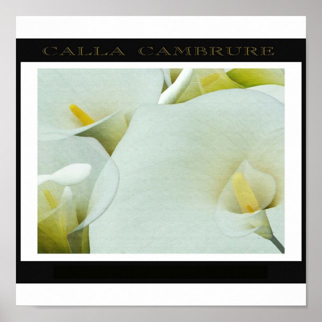 Póster Calla_Cambrure (Frente)