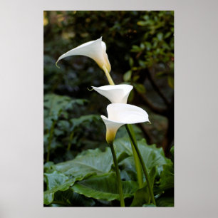 Póster Calla Lilies