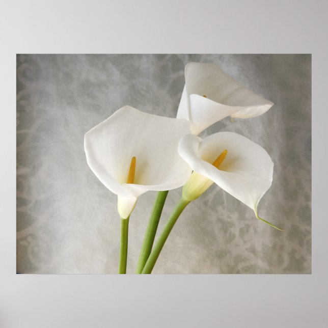 Póster calla lilies apron poster gran (Frente)