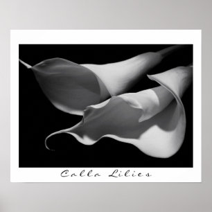 Póster Calla Lilies en B&W