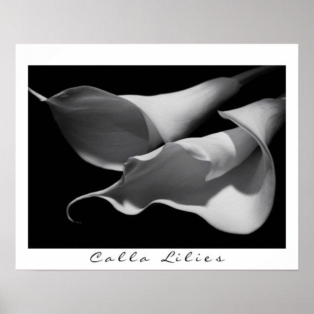Póster Calla Lilies en B&W (Frente)