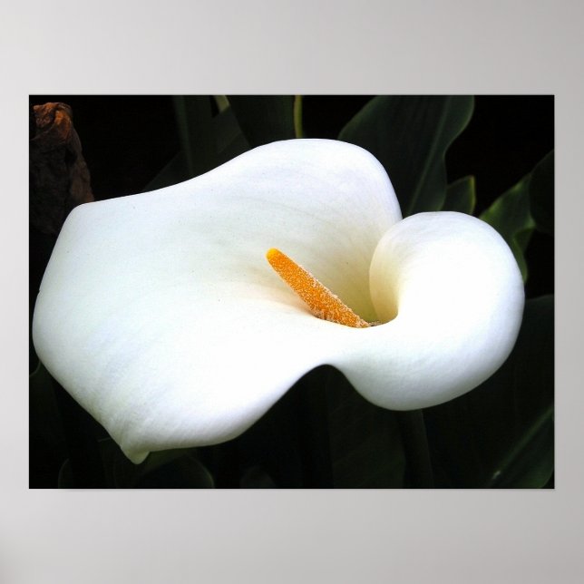 Póster Calla Lilly (Frente)