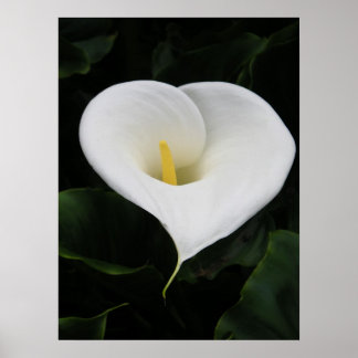 Póster Calla Lilly