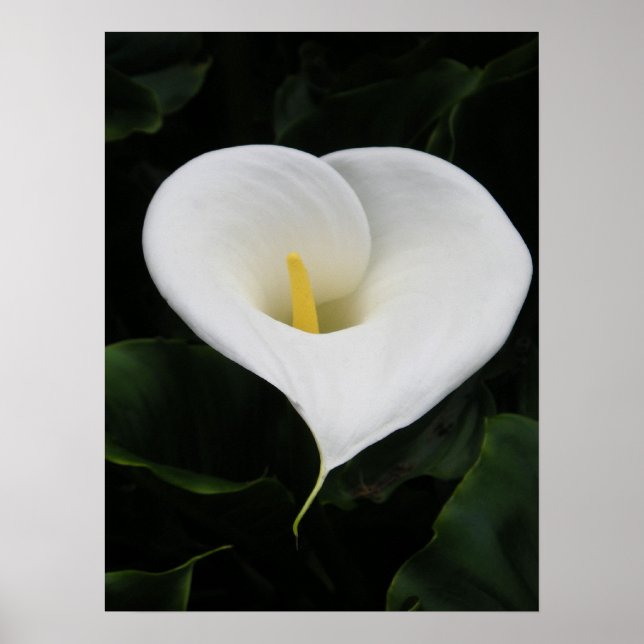 Póster Calla Lilly (Frente)