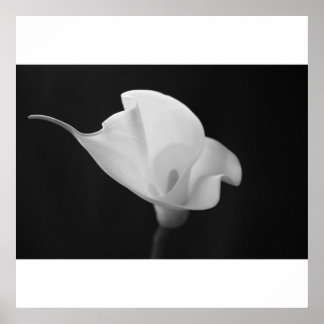 Póster Calla Lilly negra y blanca