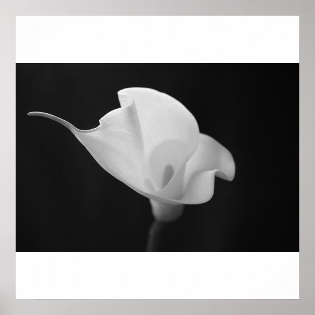 Póster Calla Lilly negra y blanca (Frente)