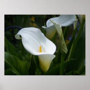 Póster Calla Lilly Print