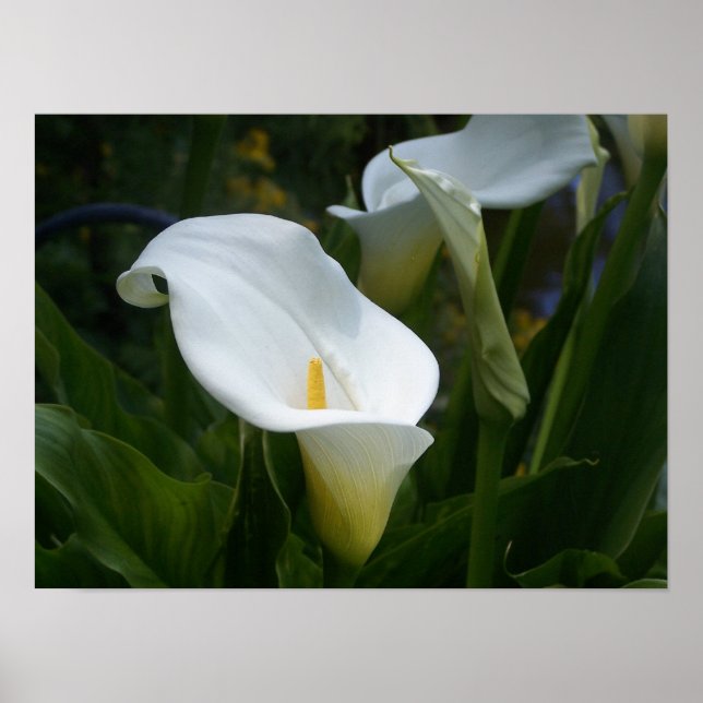 Póster Calla Lilly Print (Frente)