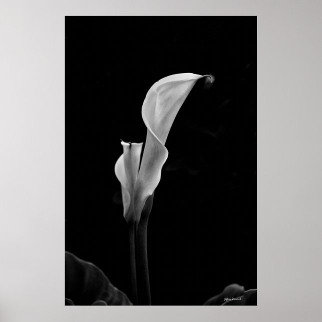 Póster Calla Lily (Frente)