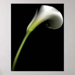 Póster Calla Lily