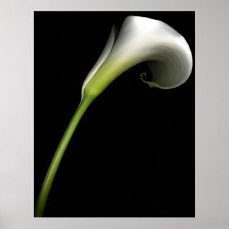 Póster Calla Lily