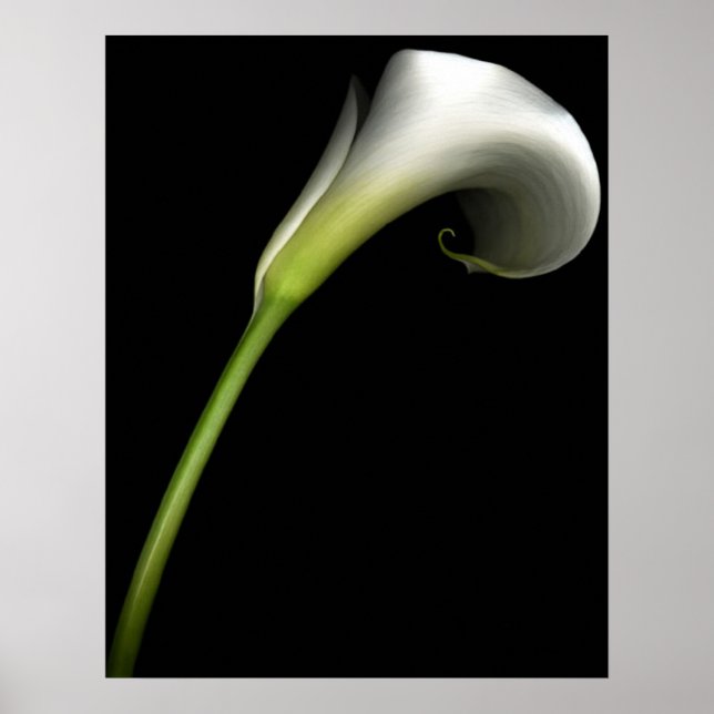 Póster Calla Lily (Frente)