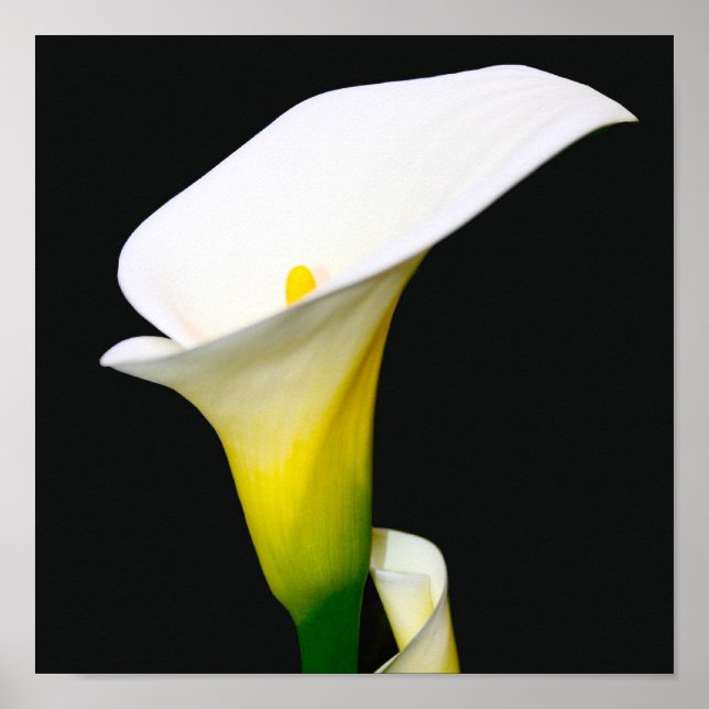 PÓSTER CALLA LILY (Frente)