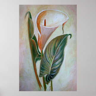 Póster Calla Lily Beautiful Botanical Art