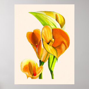 Póster Calla lily blossom acuarela floral